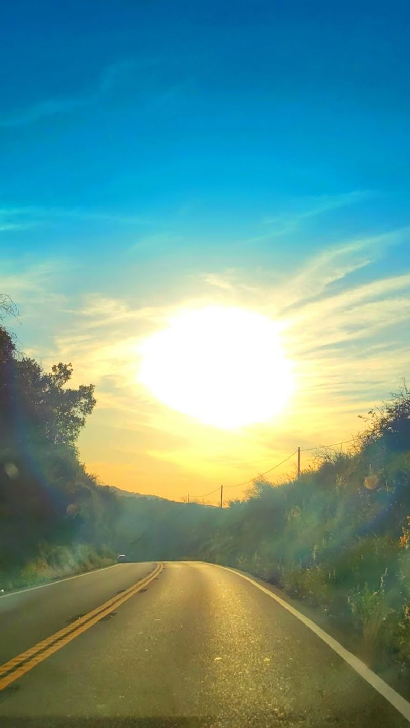 Wildlife Watching Along the Route: Nature's Roadside Show