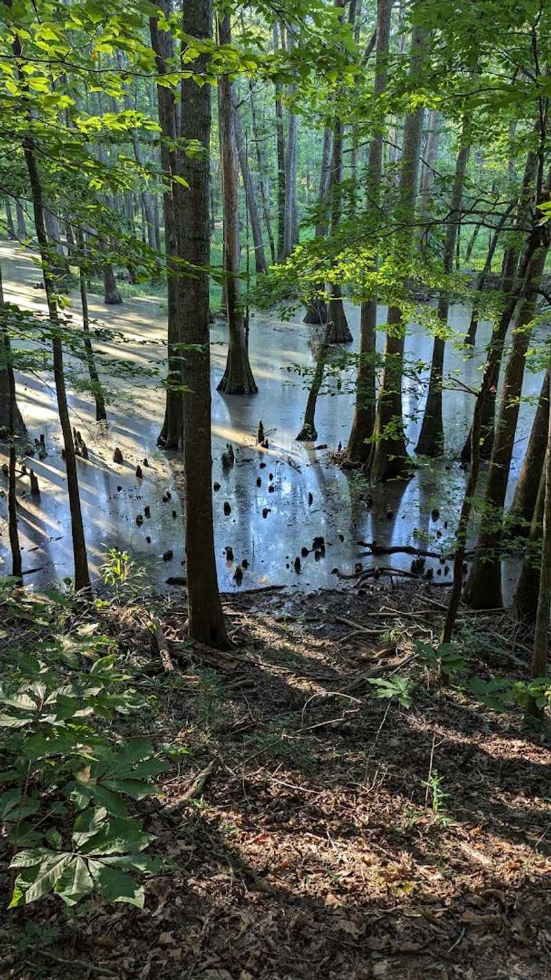 Wildlife Watching: More Animals Than You Might Expect