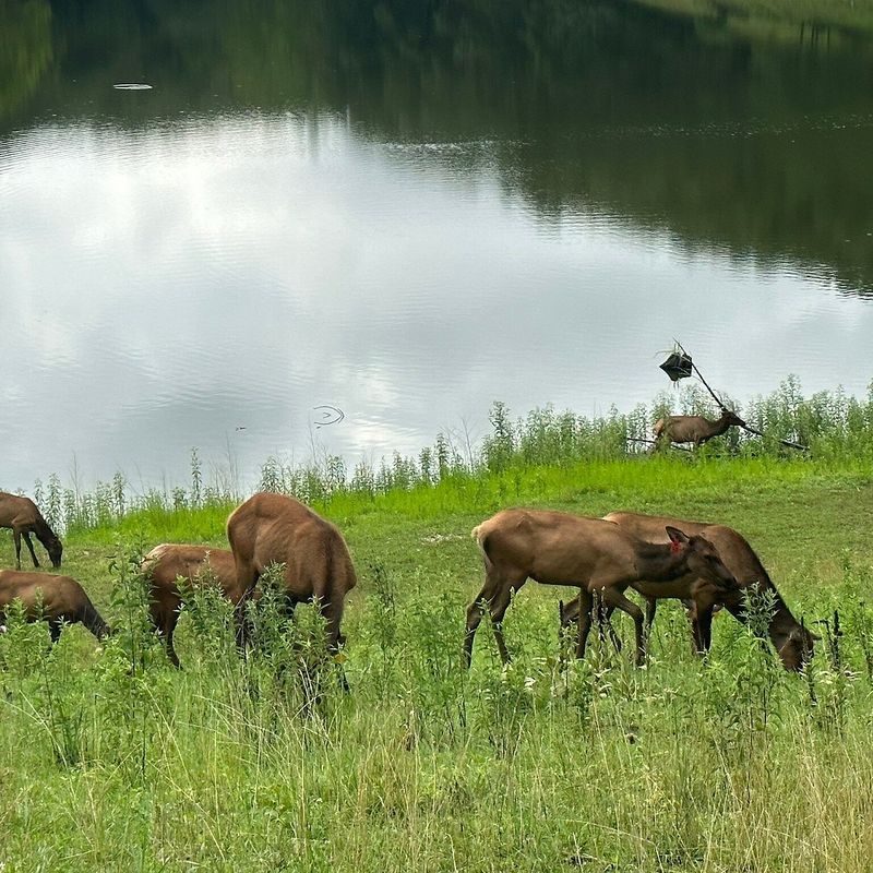 Wildlife Watching Opportunities Around Every Corner