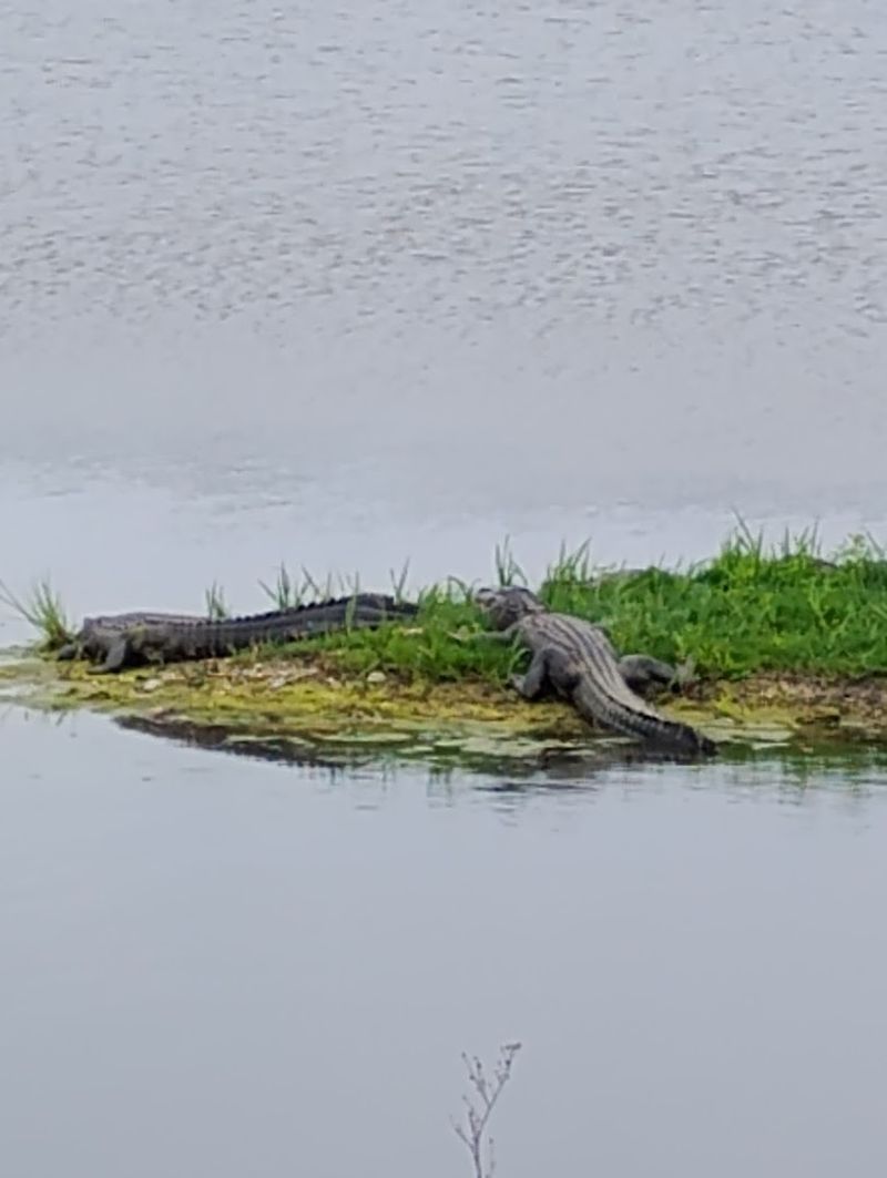 Wildlife Watching That Will Blow Your Mind