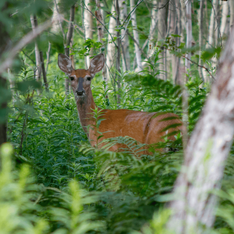 Wildlife Watching That Will Surprise Even Seasoned Nature Lovers