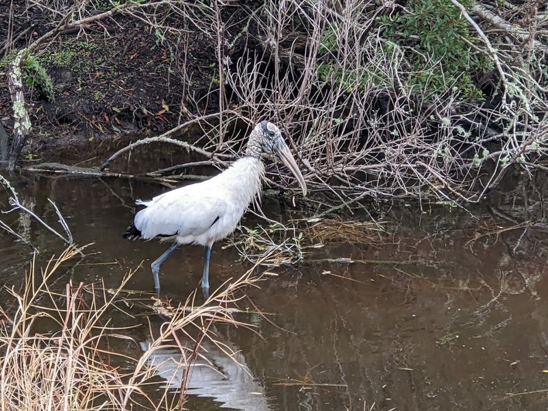 Wildlife Watching: Turtles, Birds, and Dolphins Galore