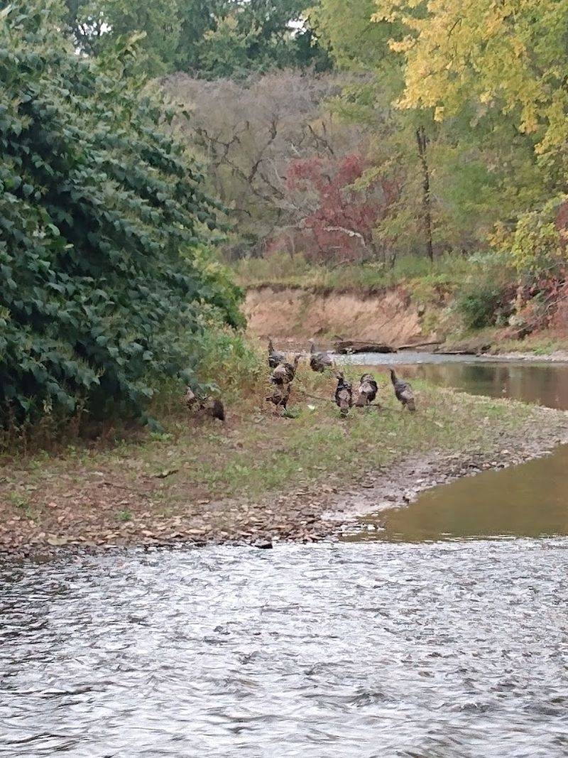 Wildlife Watching in Ellicottville