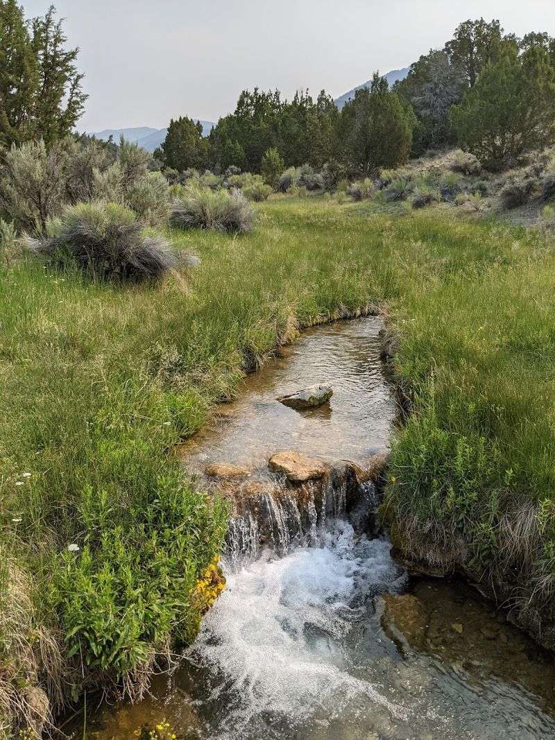 Wildlife Watching in a Surprisingly Diverse Ecosystem