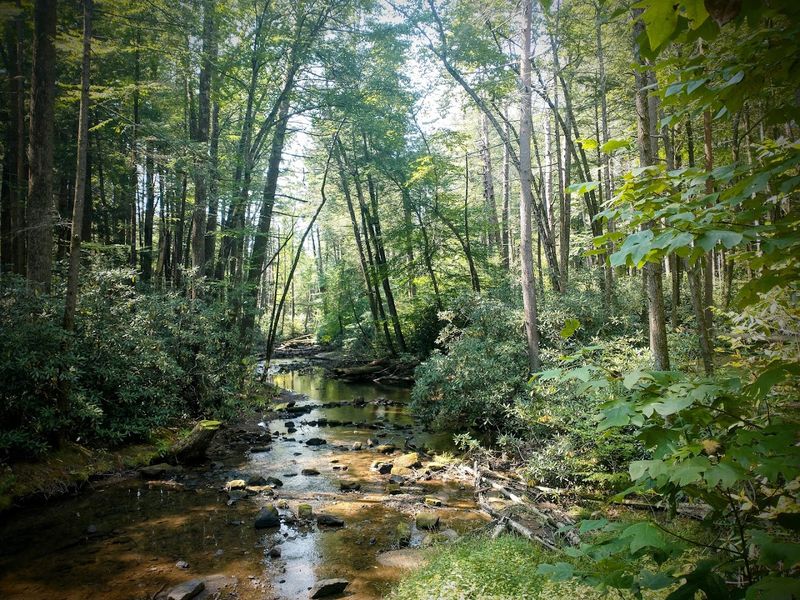 Wildlife and Natural Wonders Along the Trail