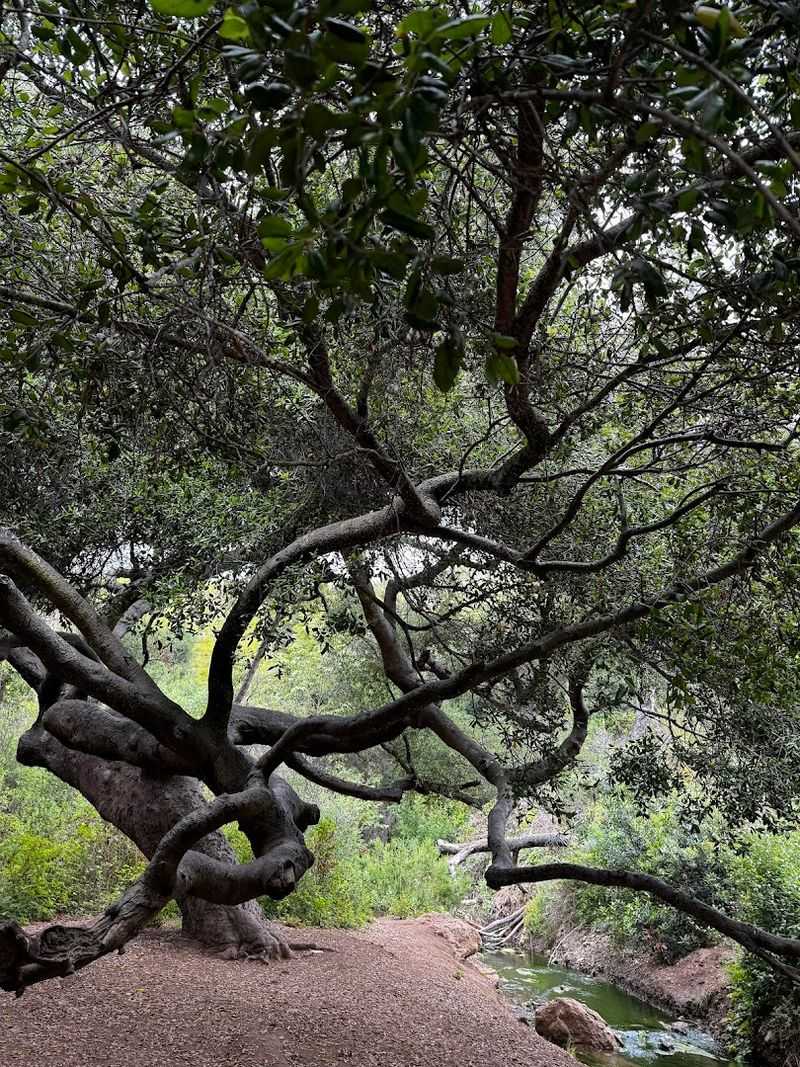 Wildlife and Nature Along the Escondido Canyon Trail