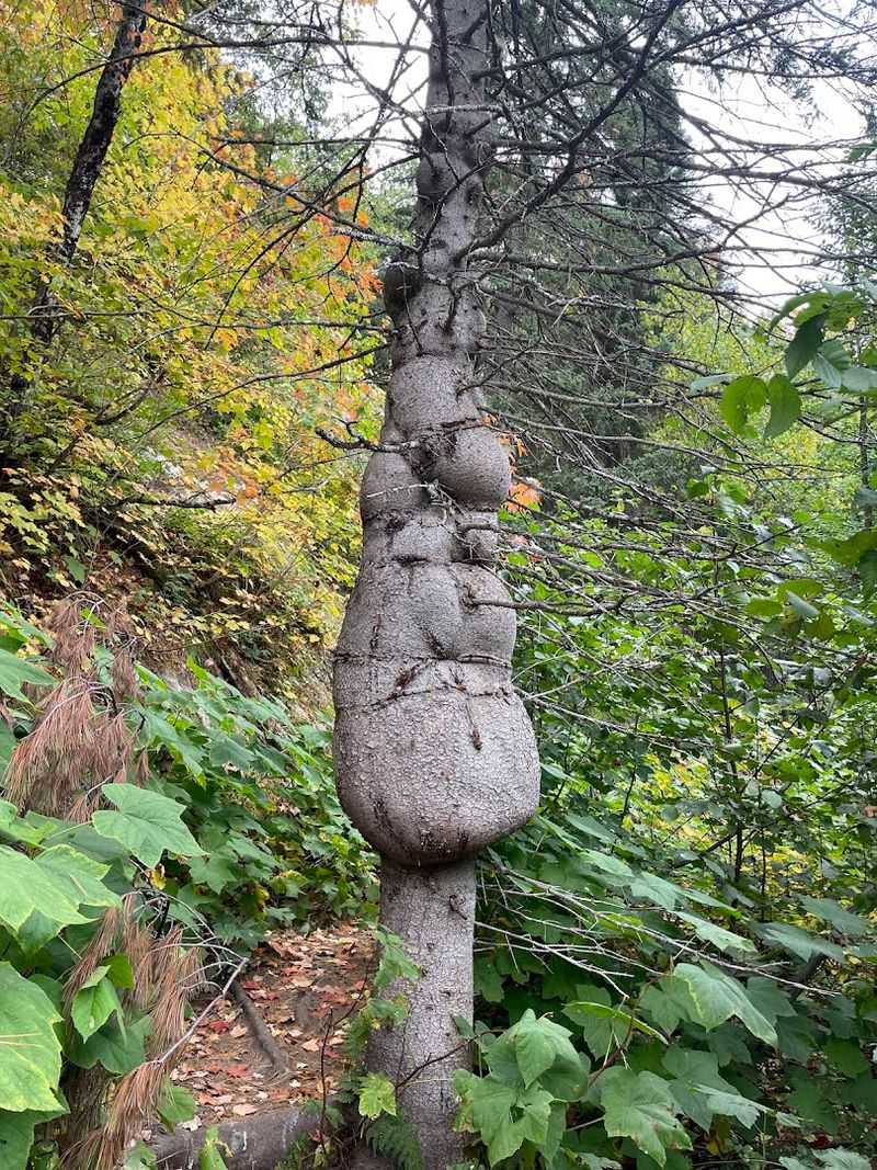 Wildlife and Nature Along the Trail