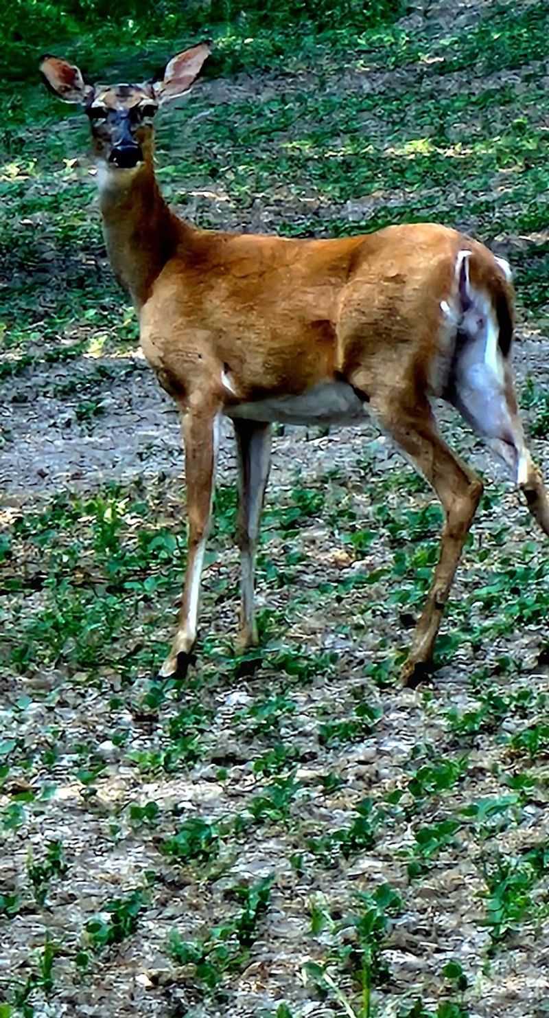 Wildlife and Nature That Surprise First-Time Visitors