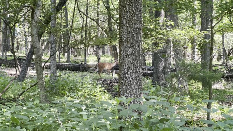 Wildlife and Rare Wildflower Spotting Wildlife and Rare Wildflower Spotting