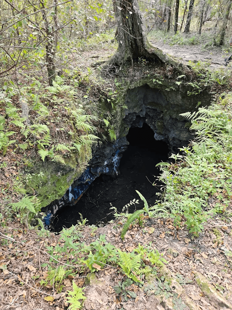 Withlacoochee State Forest