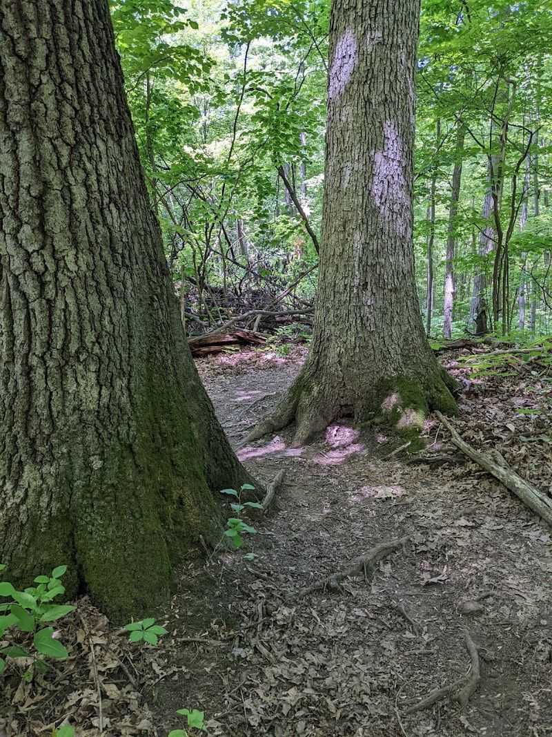 Woodland Paths That Seem to Rearrange Themselves