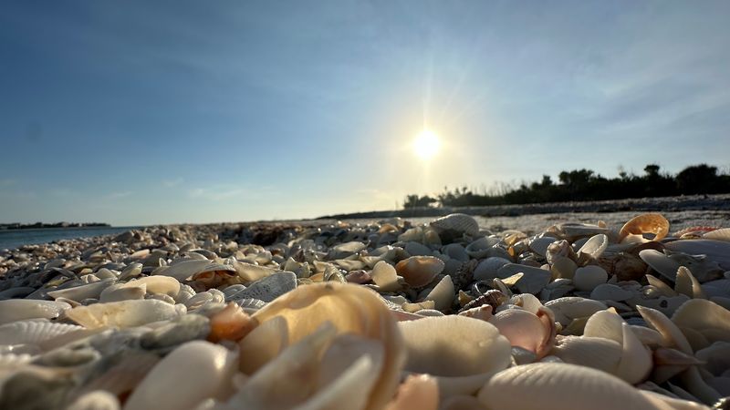 World-Class Shelling That Will Blow Your Mind World-Class Shelling That Will Blow Your Mind