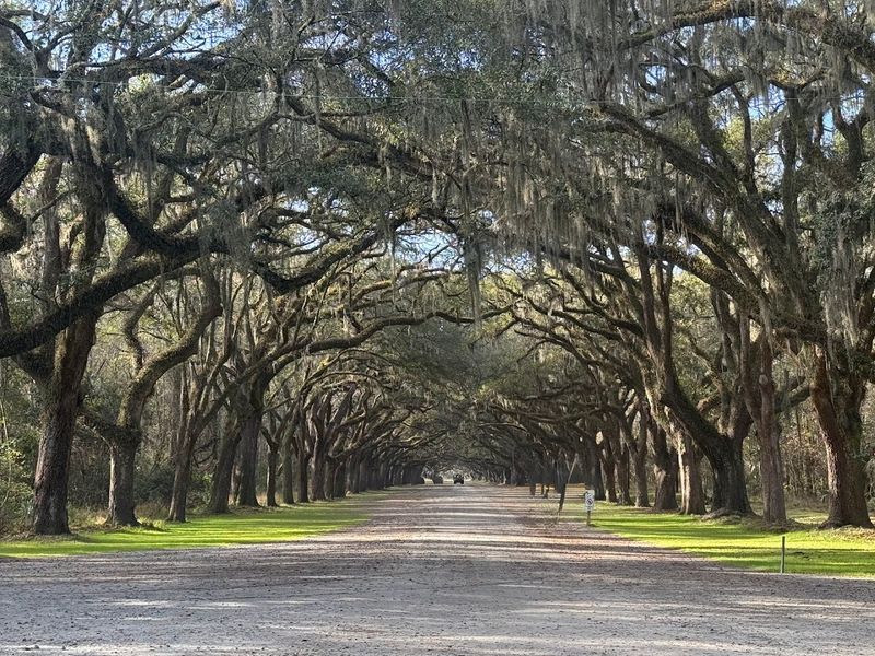 Wormsloe State Historic Site, Savannah, Georgia Wormsloe State Historic Site, Savannah, Georgia