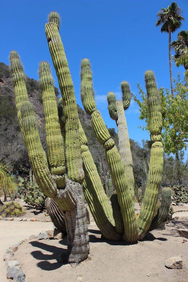 Wrigley Memorial and Botanic Garden — A Hilltop Treasure