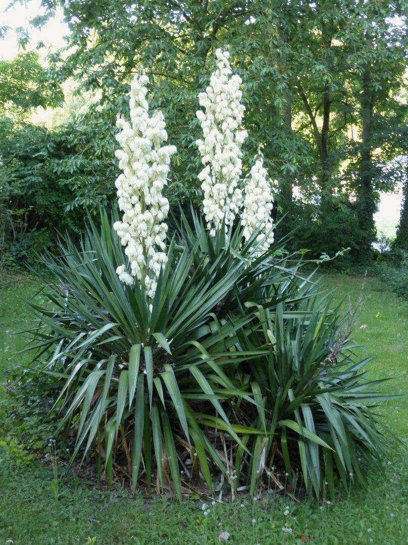 Yucca