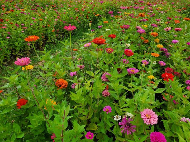 Zinnias and Beyond: More Than Just Sunflowers and Tulips