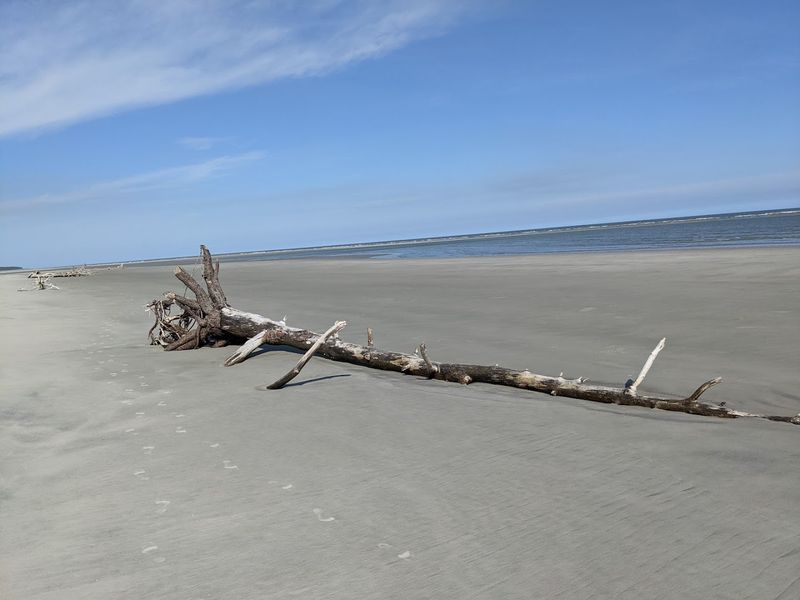 A Beach So Clean, Nature Clearly Runs the Show Here