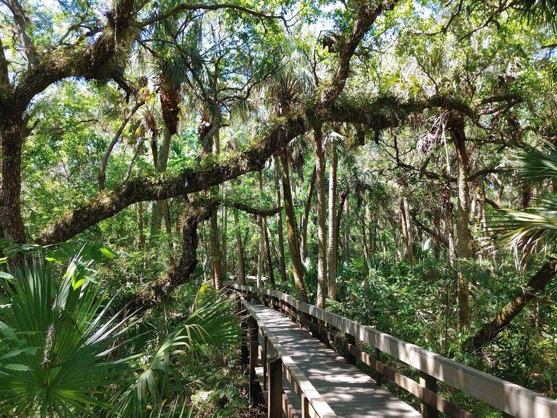 A Boardwalk That Feels Like Walking Through a Jungle A Boardwalk That Feels Like Walking Through a Jungle