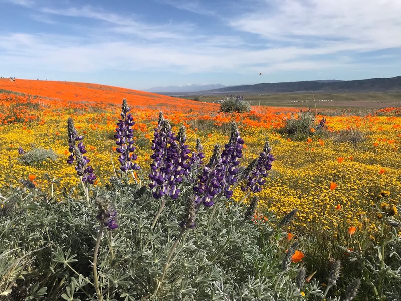 A Colorful Mix Beyond Just Poppies A Colorful Mix Beyond Just Poppies