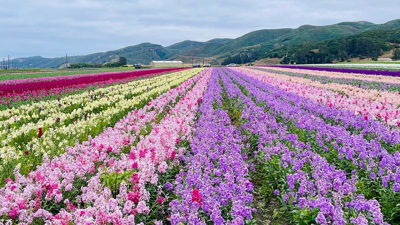 A Commercial Flower Farm Unlike Any Other