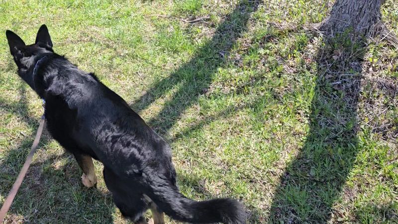 A Dog-Friendly Paradise Unlike Any Other