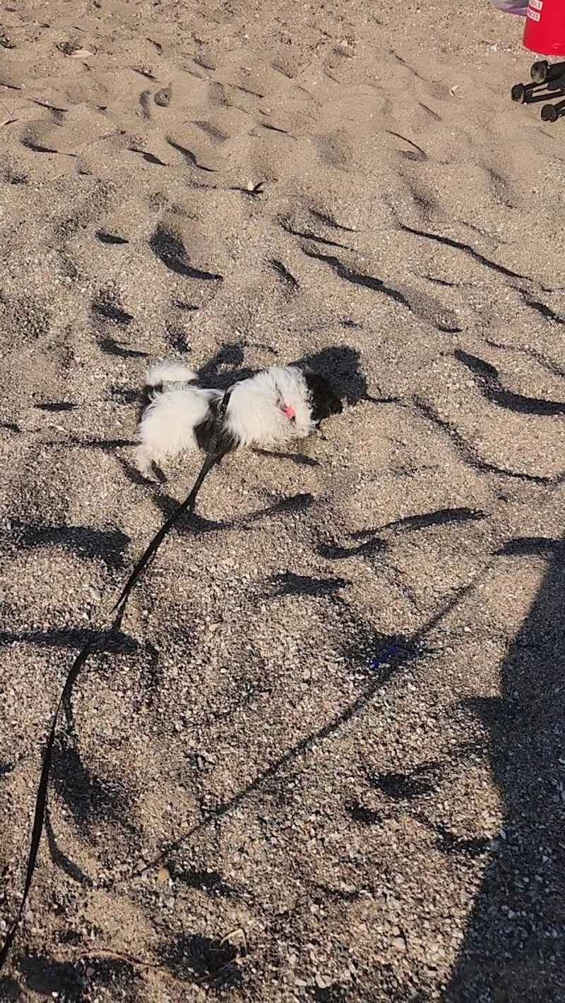 A Dog Park So Good, Your Pup Will Never Want to Leave