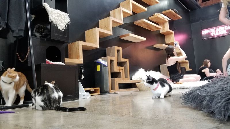 A One-of-a-Kind Cat Cafe Experience on Melrose Avenue
