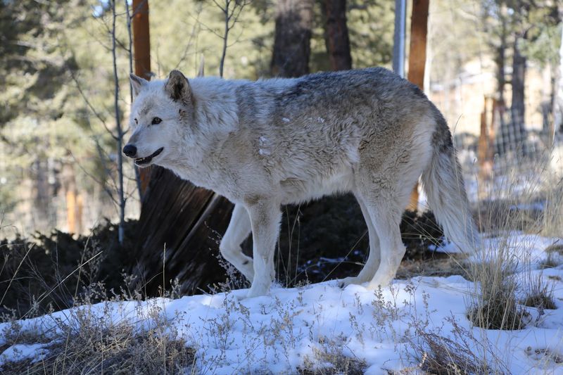 A Perfect Day Trip From Colorado Springs or Woodland Park