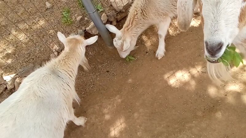 A Petting Zoo That Little Ones Absolutely Adore