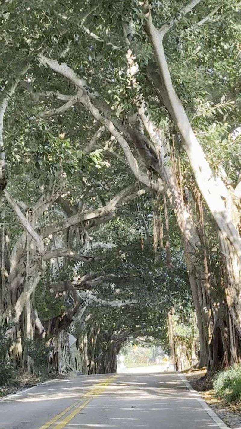 A Quick History of Banyan Trees in Florida A Quick History of Banyan Trees in Florida