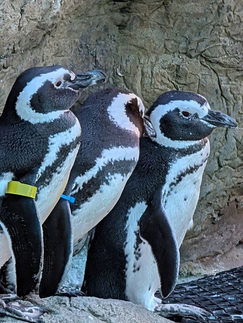 A Surprisingly Diverse Animal Collection