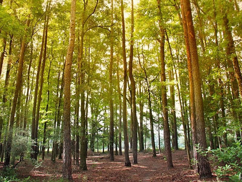 A Thick Canopy That Beats the Florida Heat A Thick Canopy That Beats the Florida Heat
