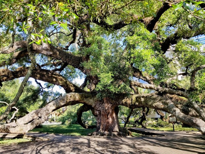 A Tree That Predates Modern Jacksonville A Tree That Predates Modern Jacksonville