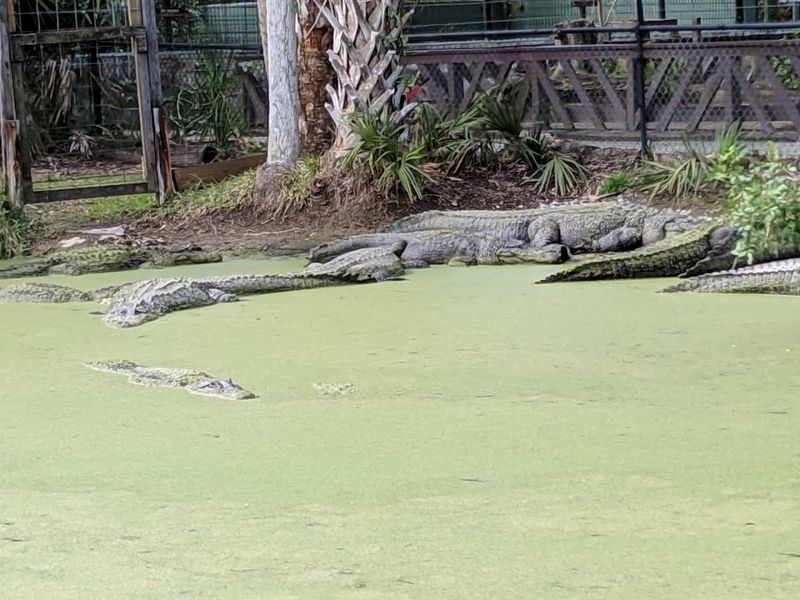 A Walkway Through the Main Alligator Enclosure