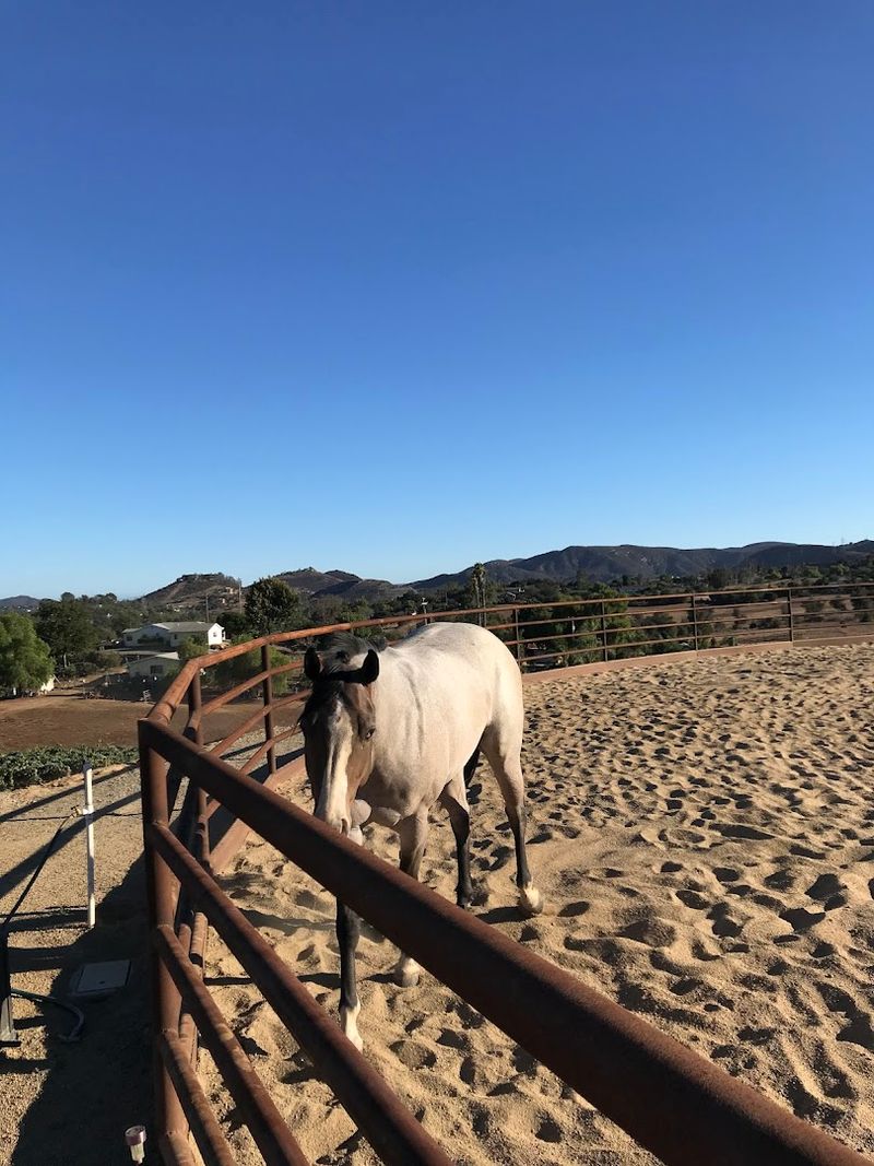 A Winery Where Horses Steal the Show A Winery Where Horses Steal the Show