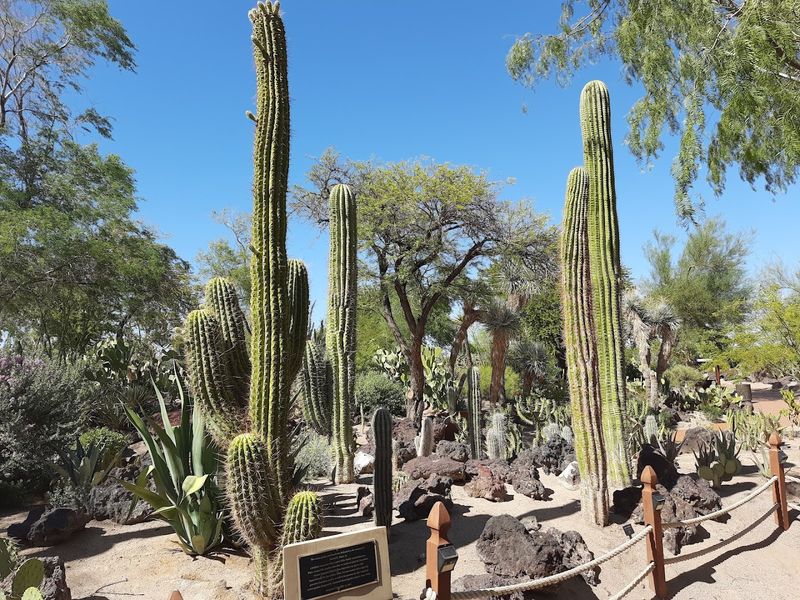 A World-Class Cactus Collection You Have to See to Believe