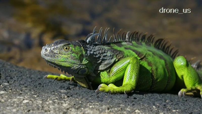 Abundant Wildlife Encounters
