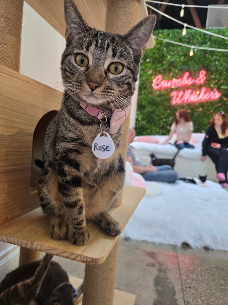 Adoption Opportunities That Give Cats a Second Chance
