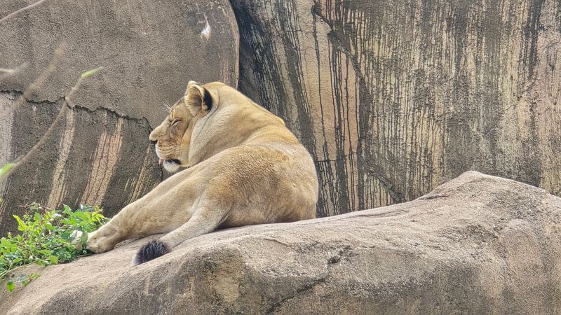 African Lion