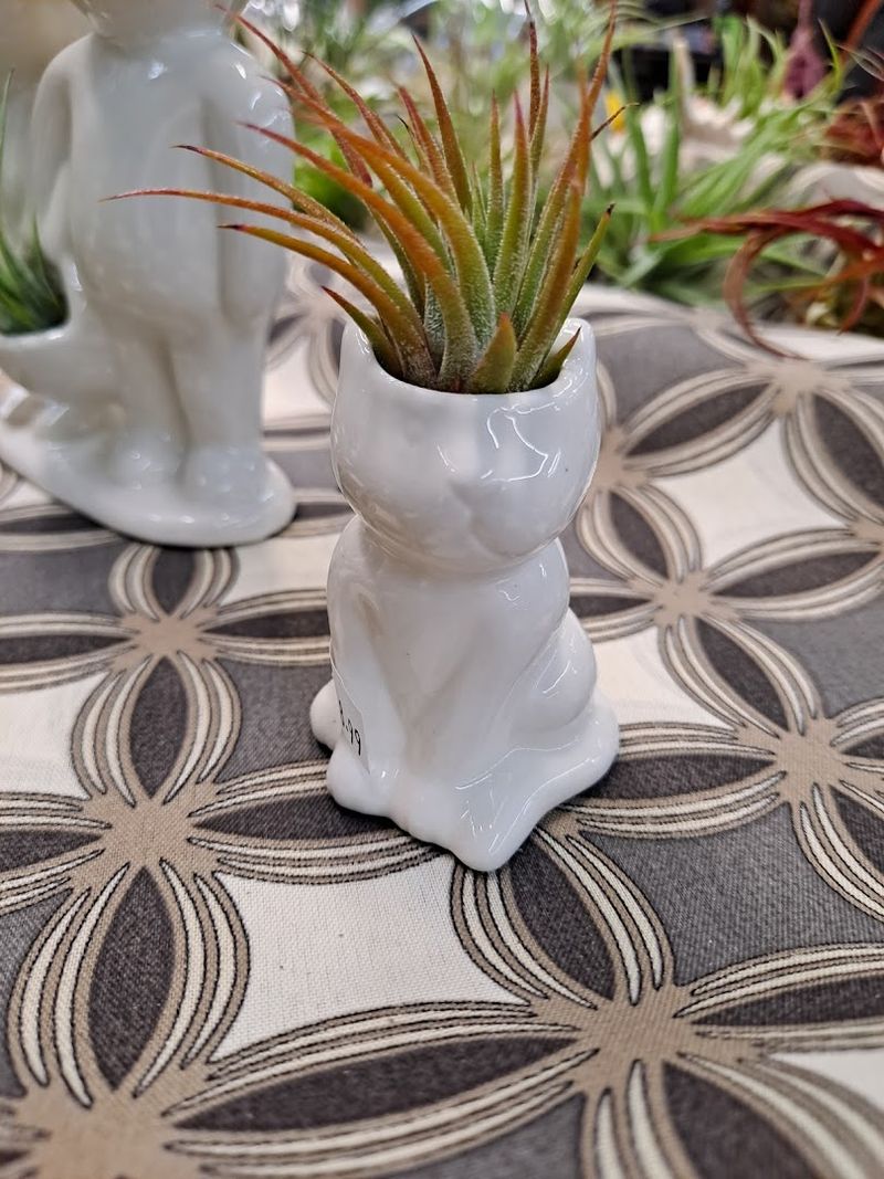 Air Plants, Flowers, and Nature-Inspired Finds for Plant Lovers