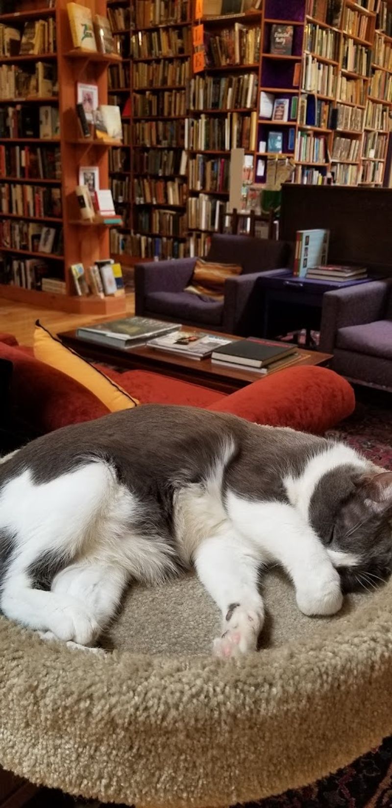 Alice the Shop Cat — A Beloved Furry Resident