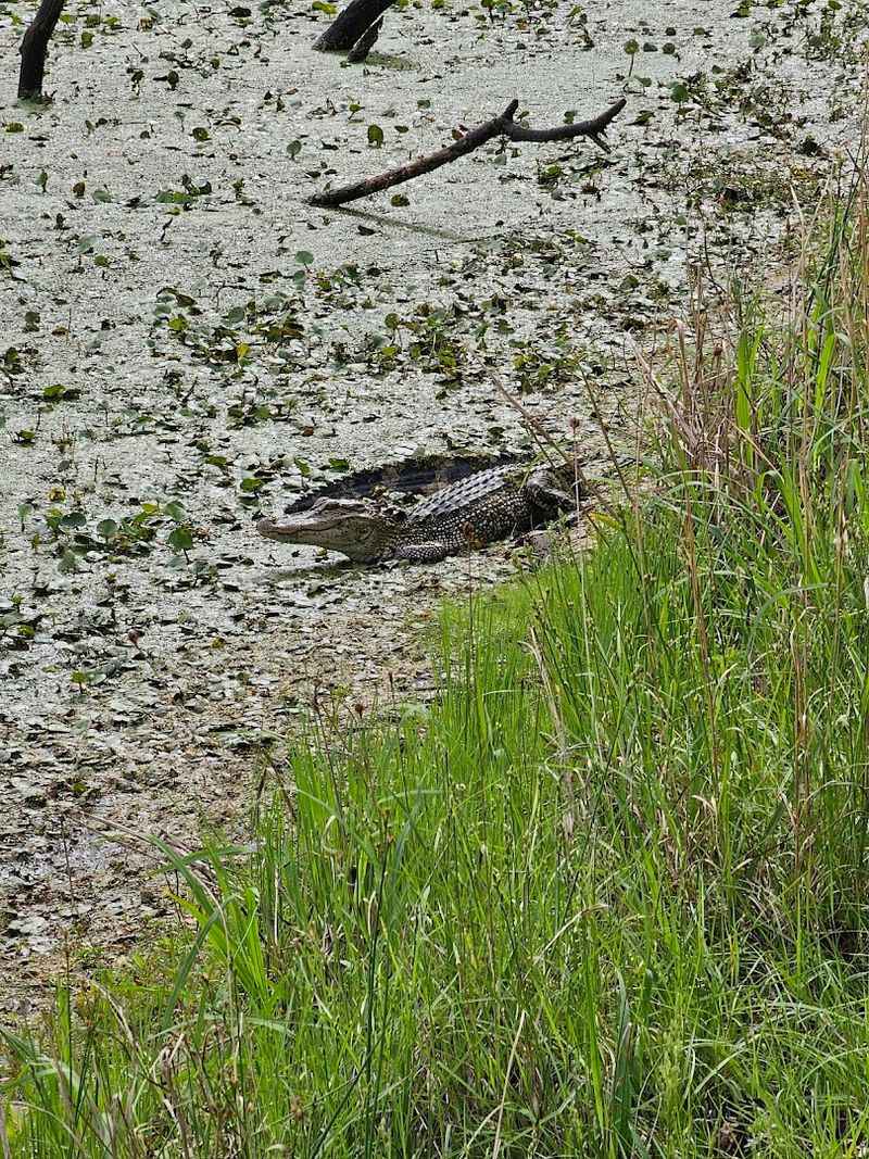 Alligator Encounters That Make Your Heart Race