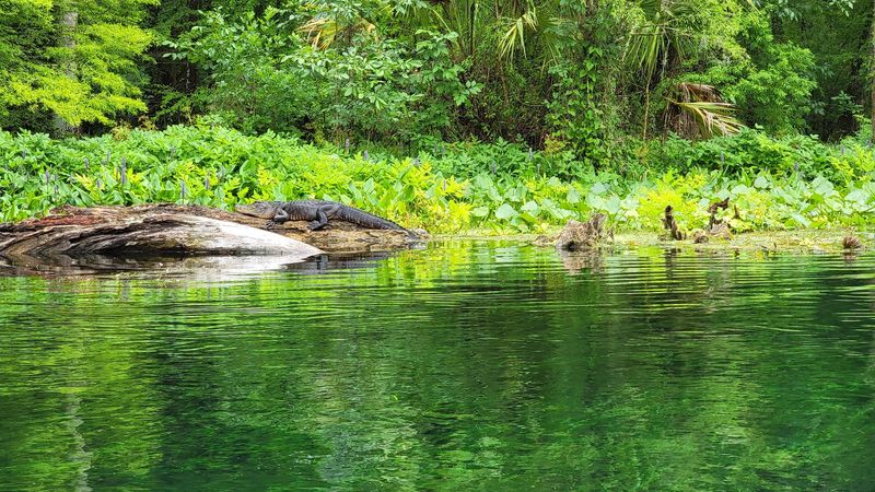Alligator Encounters Throughout the Park