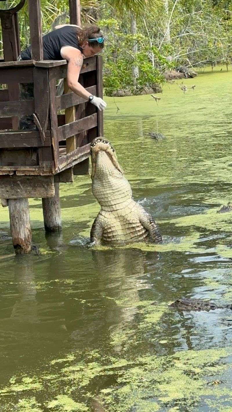 Alligator Feedings That Will Leave You Speechless