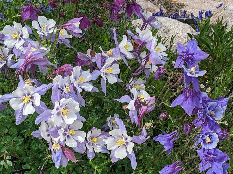 Alpine Flowers That Will Make Your Jaw Drop