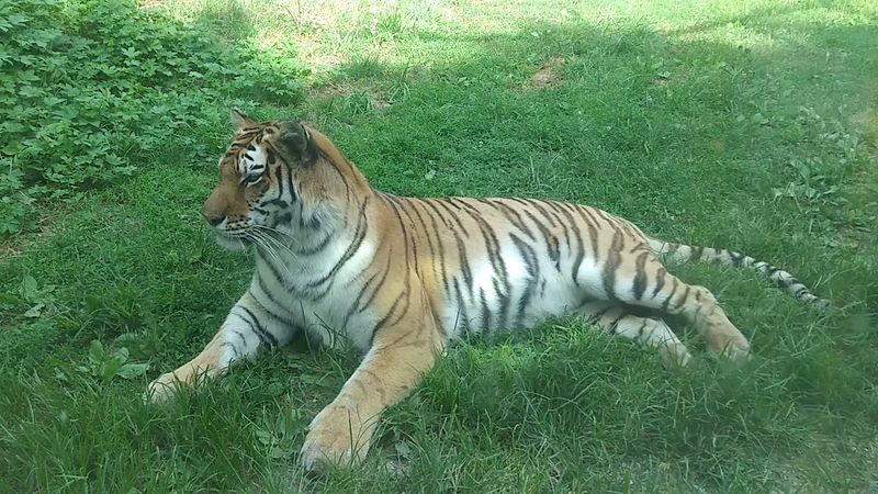 Amur Tiger