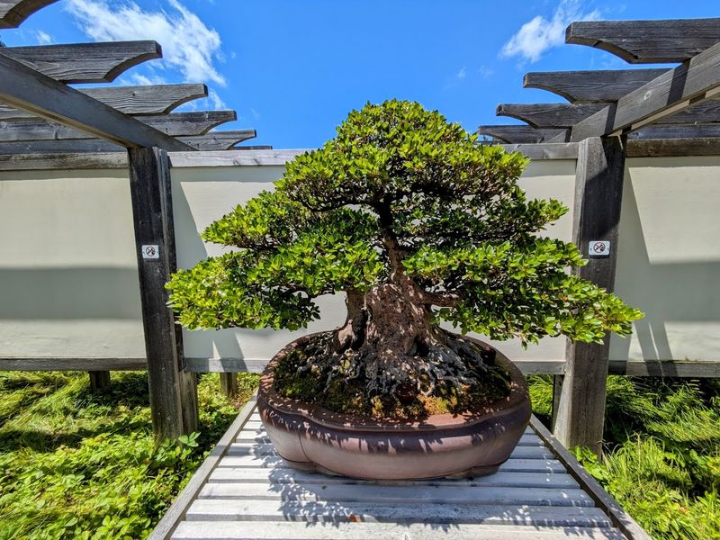 Ancient Bonsai Trees That Will Leave You Speechless