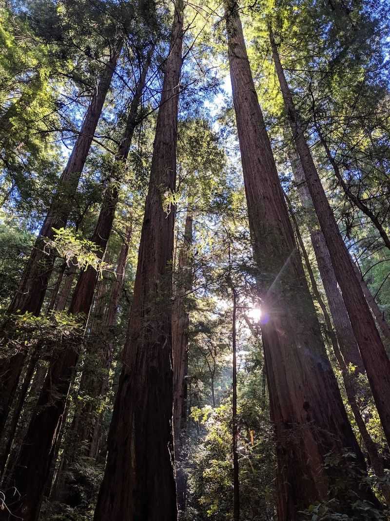 Ancient Redwood Trees That Leave You Speechless
