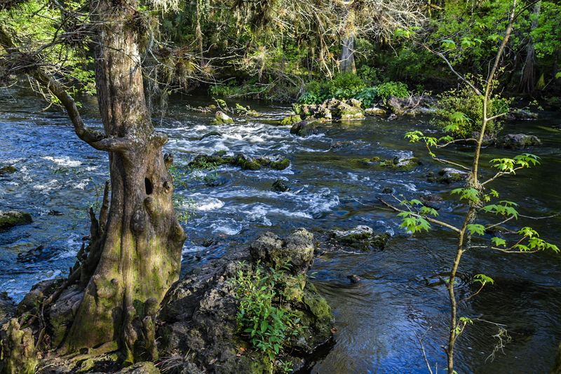 Ancient River Rapids Hidden Inside a Florida Park