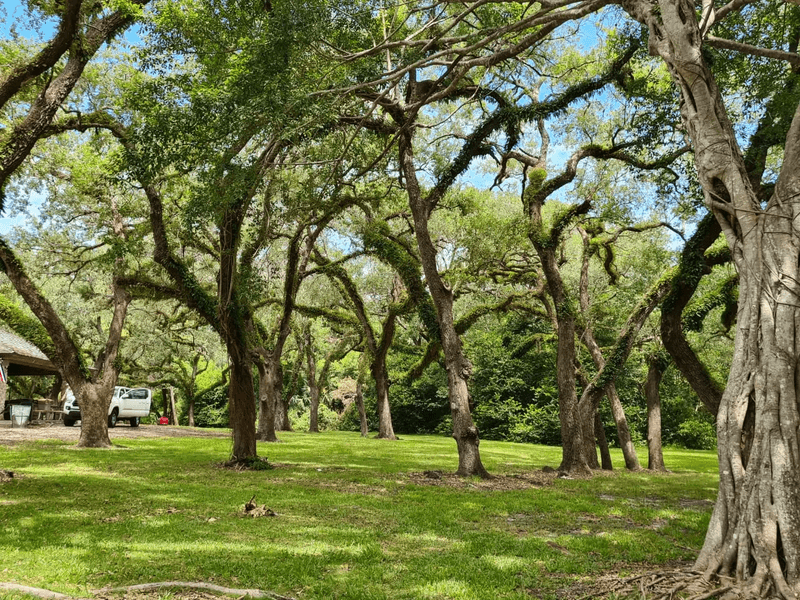 Ancient Trees Standing the Test of Time